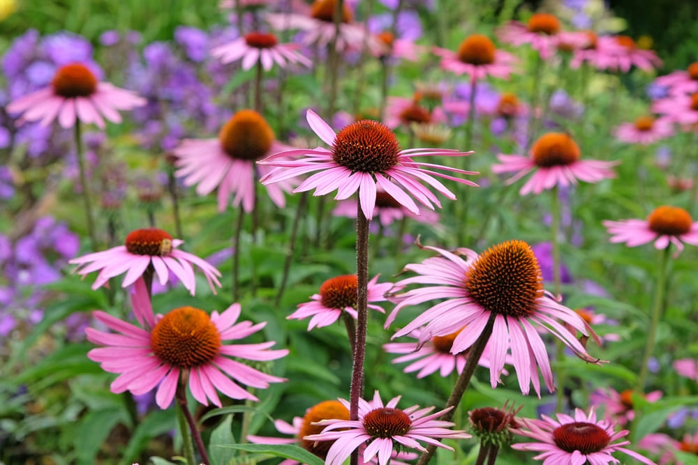 ピンク色のエキナセアの花の画像