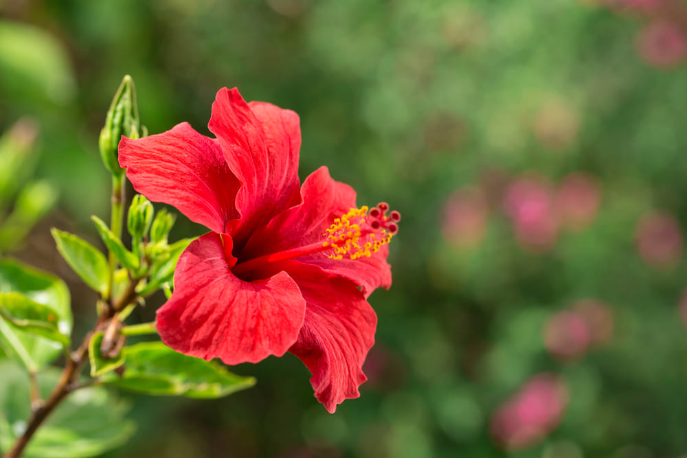 ハイビスカスの花の接写画像