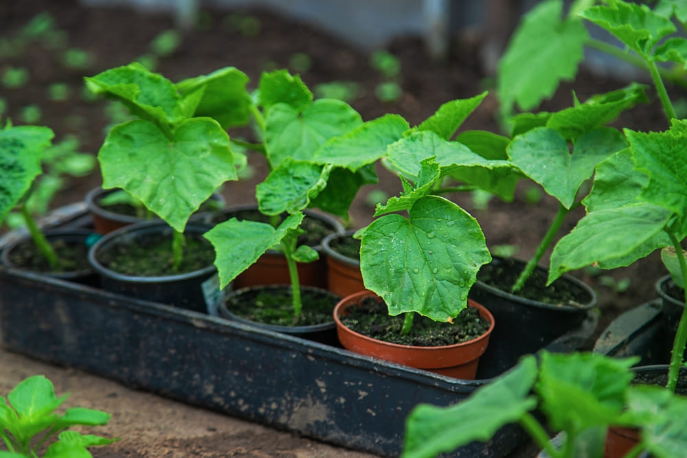 鉢に入った野菜の苗