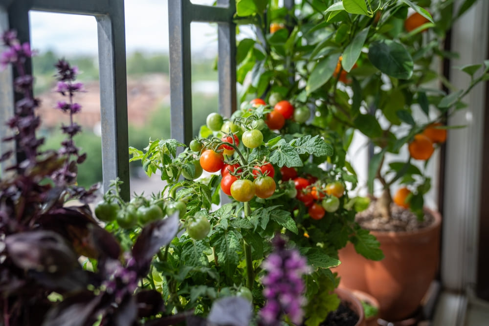 鉢植え栽培されているミニトマトの画像