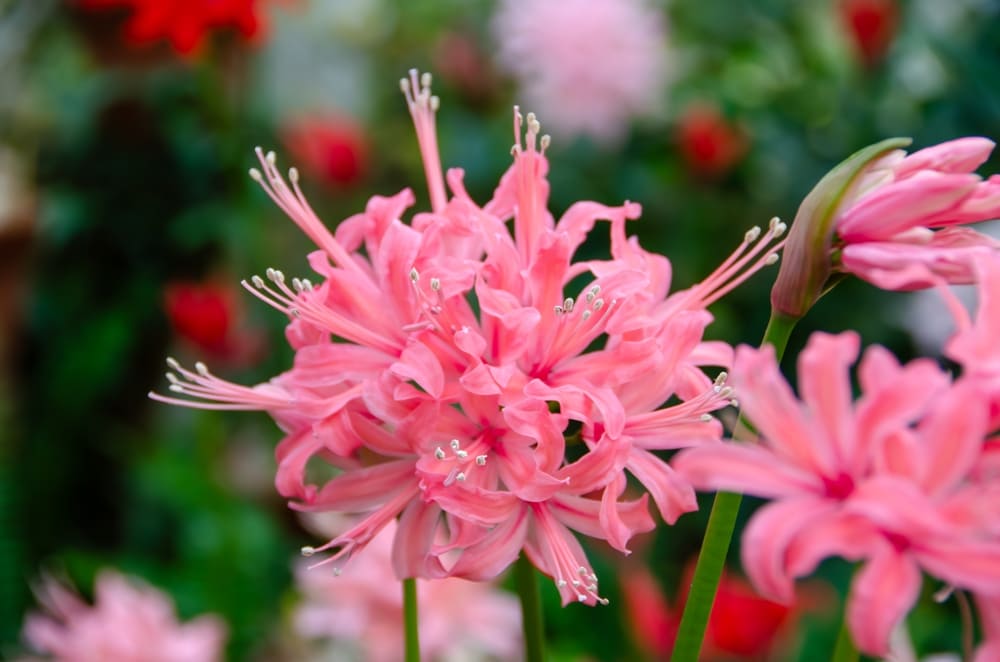8月に植える花