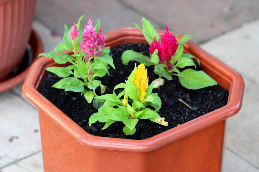 鉢に植えられた3種類の花