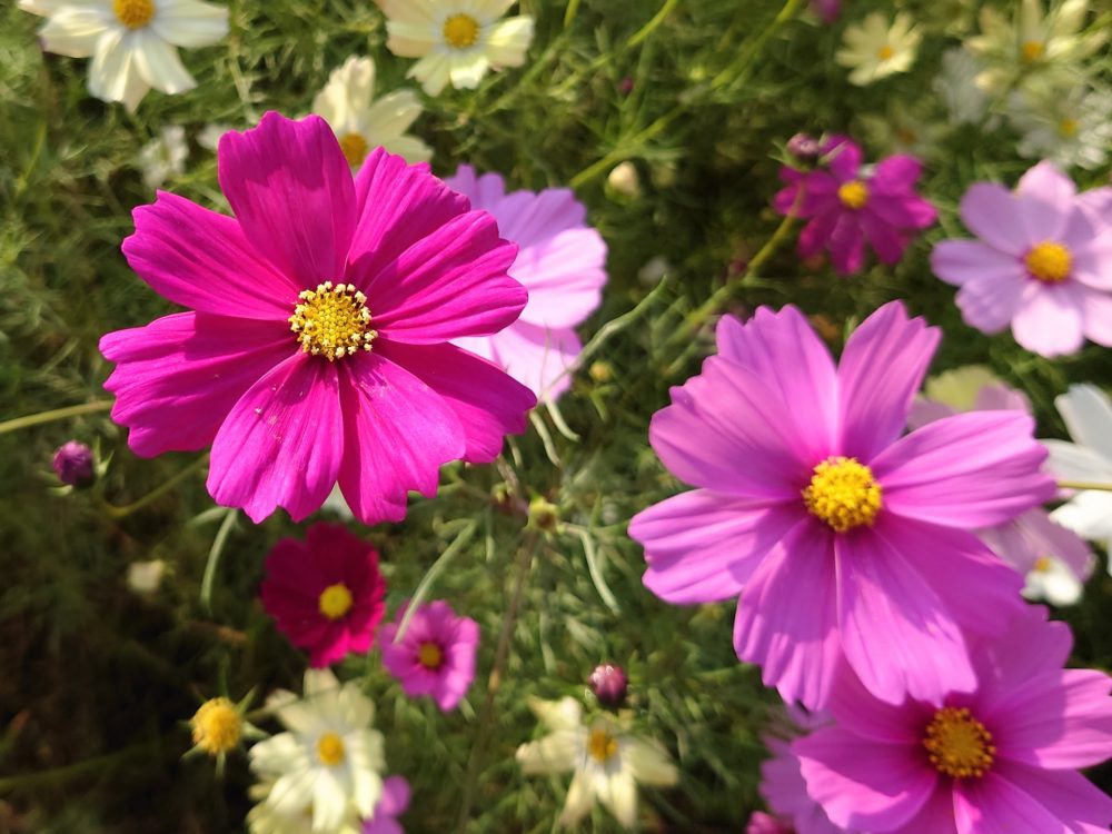 色とりどりのコスモスの花