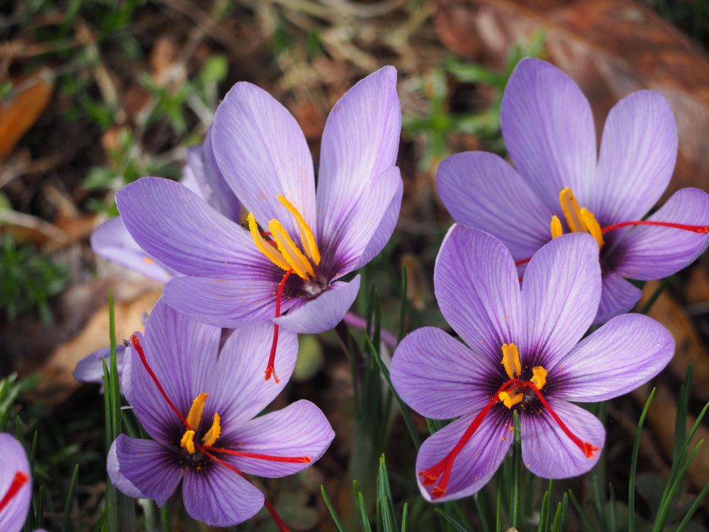 赤い雌しべに薄紫の花が特徴的なサフラン