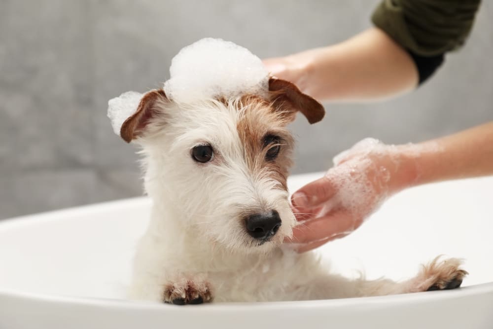 犬をシャンプーしているペットケアの様子