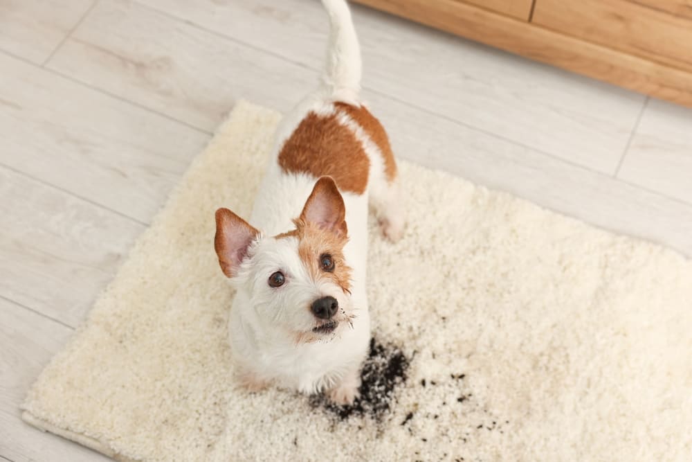 白い絨毯の上にいる犬