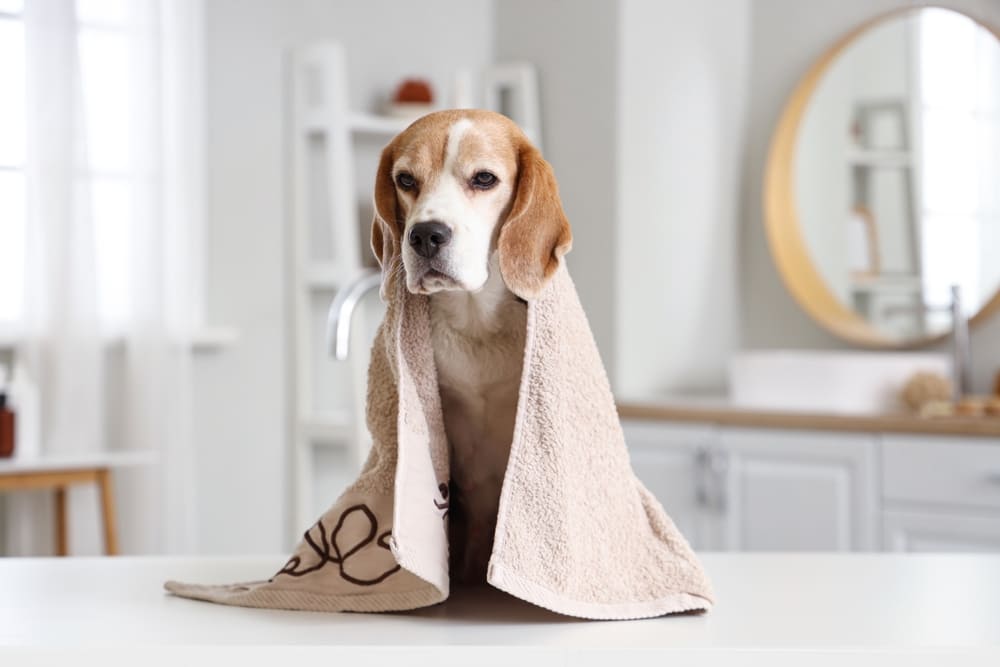 バスタオルをかけている犬の画像