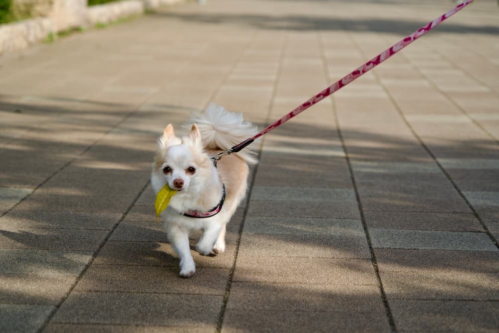 舗装された道を散歩する1匹のリード付きの犬