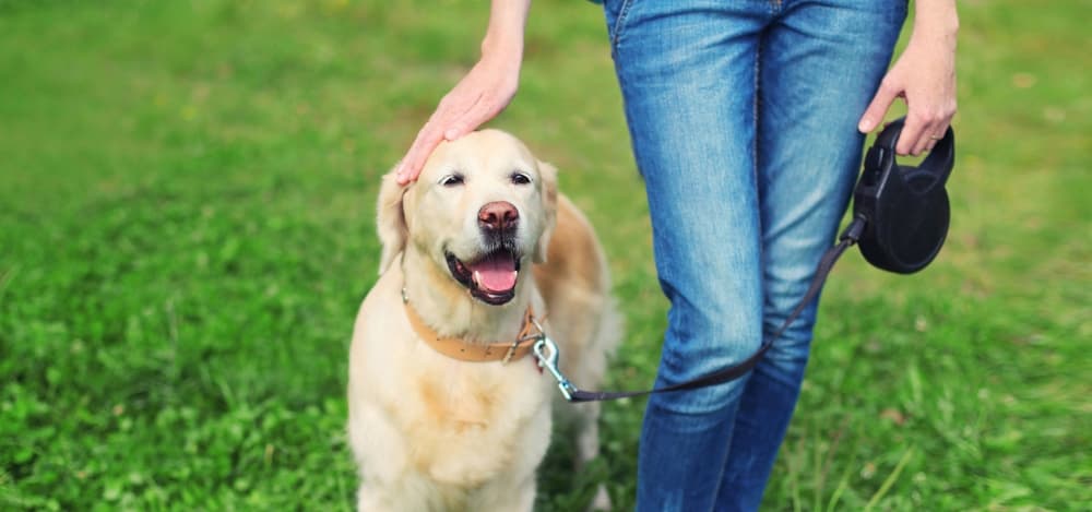 飼い主に犬を撫でられている犬