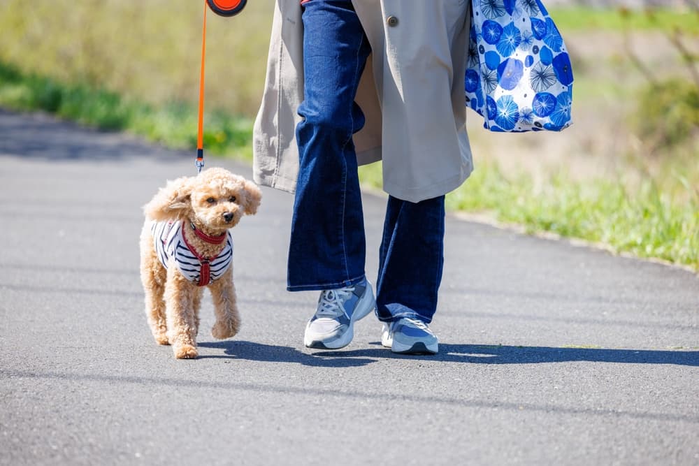舗装された道を飼い主と散歩するトイプードル