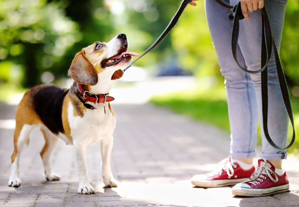 飼い主の顔を見上げる犬の画像