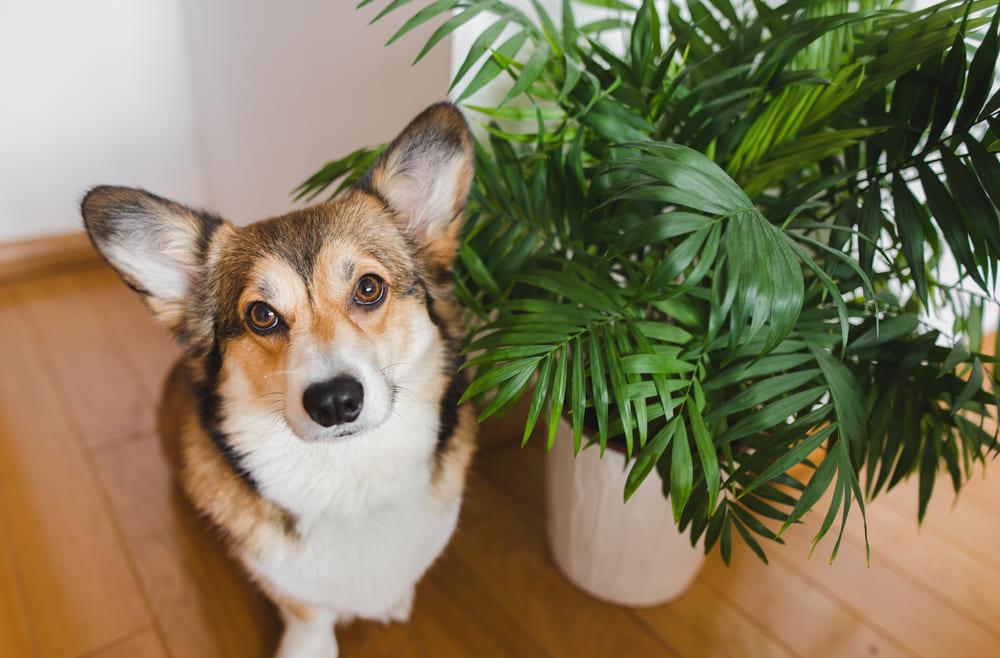 座っている犬と観葉植物