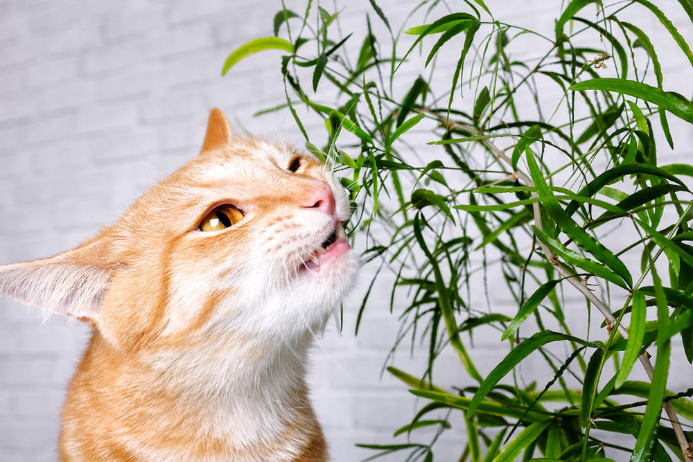 植物を噛んでいる猫の画像