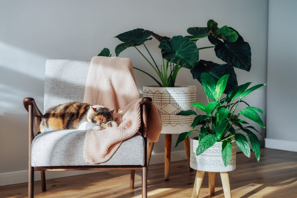 椅子で寝ている猫と観葉植物の画像