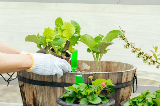 野菜の苗を植えている