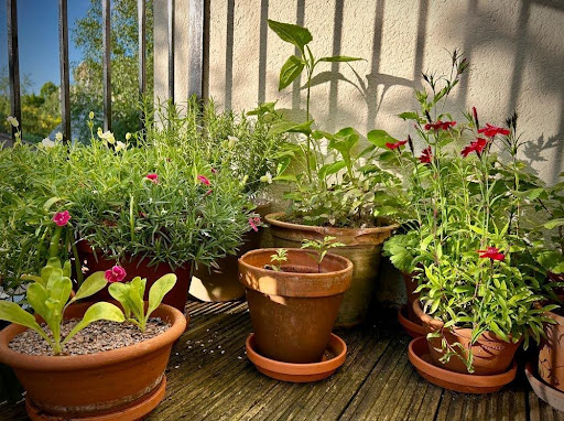 複数の鉢に植えられた様々な植物