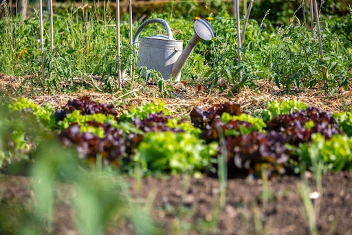 野菜畑の土の上に置いてあるジョウロ