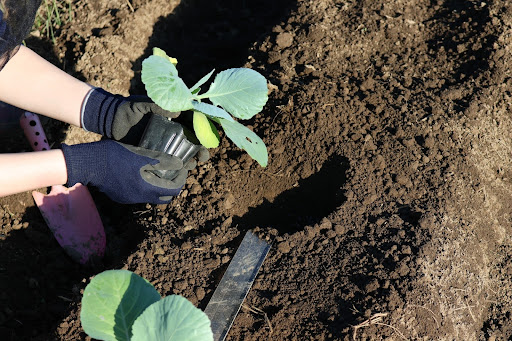 畑に野菜の苗を植えている