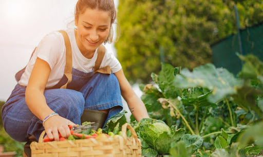 野菜を収穫中の女性