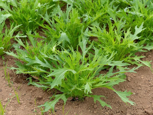 収穫前の水菜