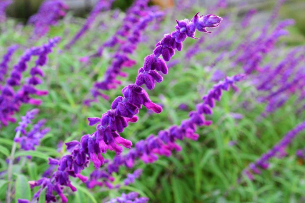 群生して咲く紫色の花のアメジストセージ