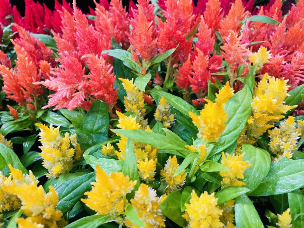 赤や黄色の花の羽毛ケイトウ