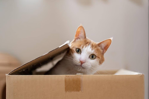 段ボール箱の中に入っている猫