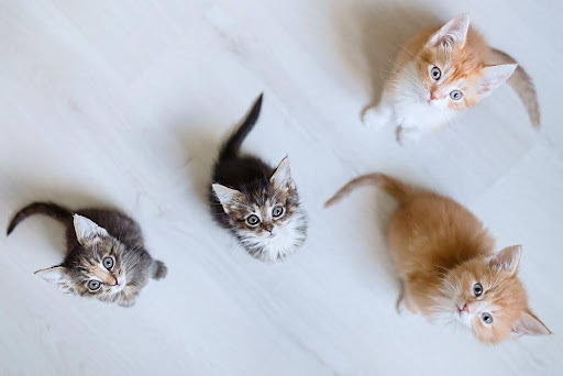 上を向く４匹の猫
