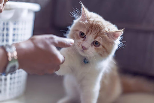 お手をする猫