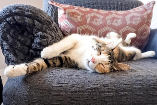 ソファで横たわる猫