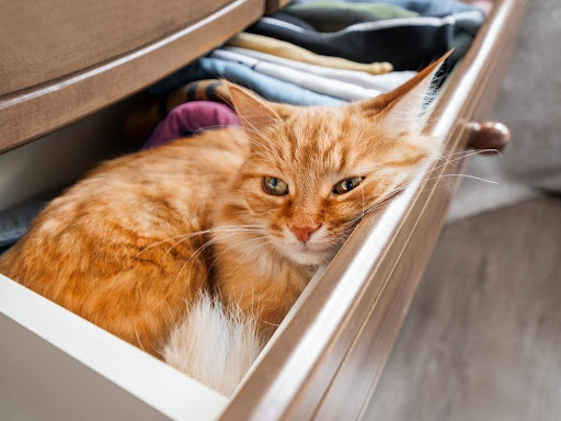引き出しの中で横たわる猫