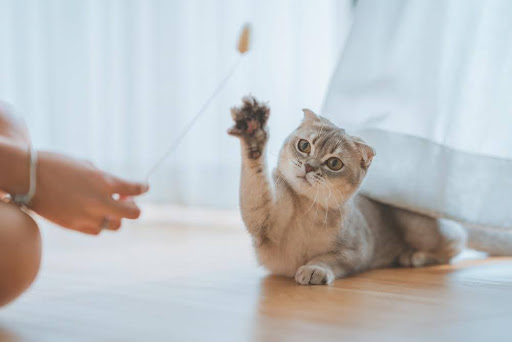 人間とおもちゃで遊ぶ猫