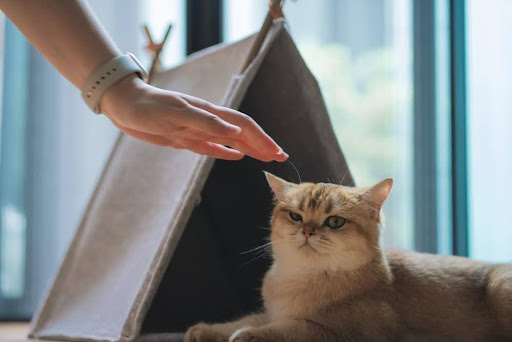 撫でられる猫