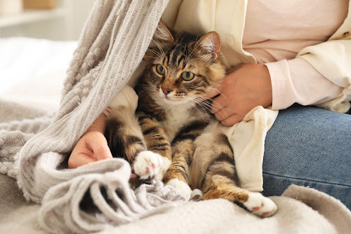 人に抱かれる猫