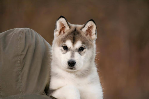 座っている子犬
