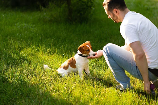 芝生の上で子犬と遊ぶ男性