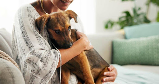 ソファの上で抱かれる犬