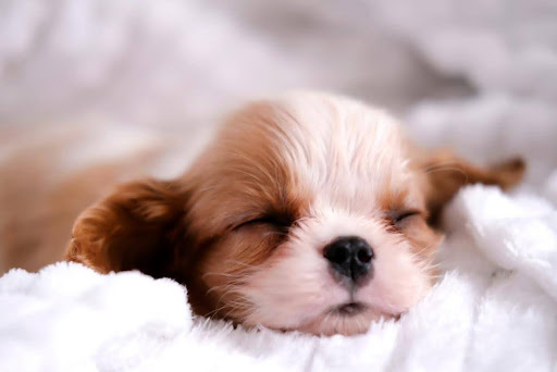 タオルの上で寝ている犬