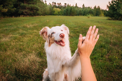 野原でハイタッチをする犬