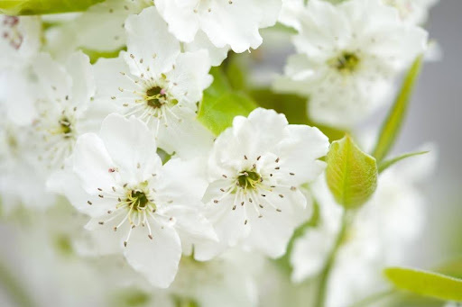 梨の花