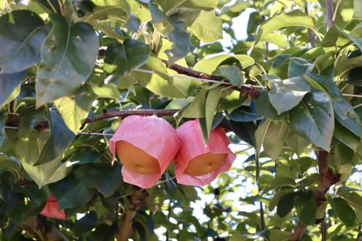 病害虫から守るために袋かけされた梨