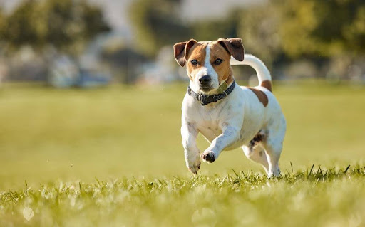 野原を駆け回る犬