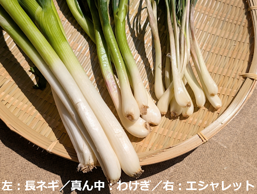 長ネギとわけぎとエシャレットの比較表