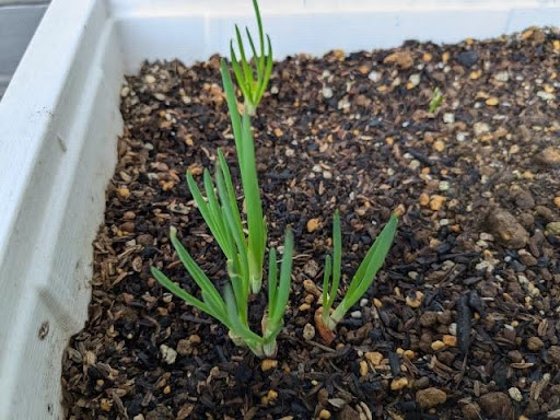 植えたわけぎの球根