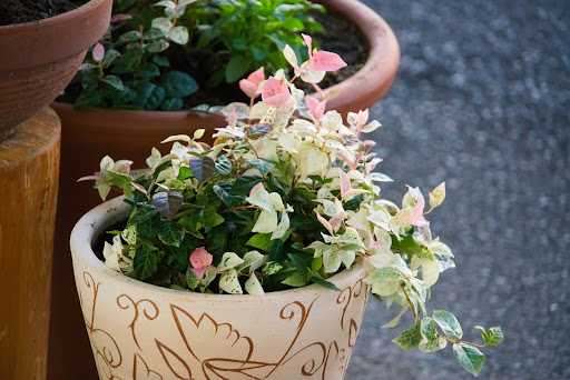 オシャレな鉢植えに埋められているハツユキカズラ