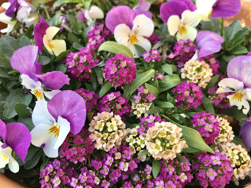 咲き誇る様々な種類のお花達