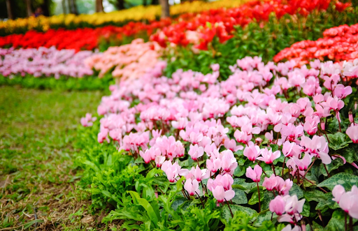 咲き誇るカラフルなお花達