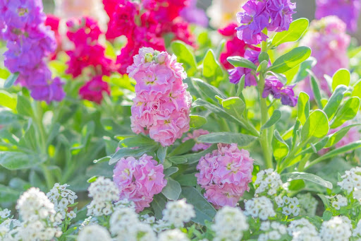 10月に植える花12選！来年の春まで長く楽しめる人気品種と育て方のコツを紹介