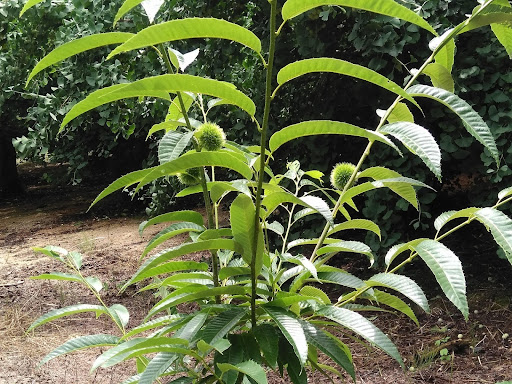 栽培途中で木になっている栗