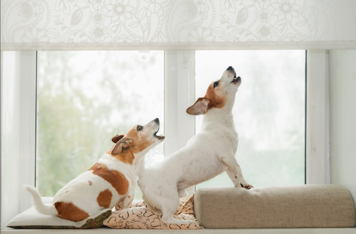 ソファとクッションの上に乗って遠吠えをする2匹の犬